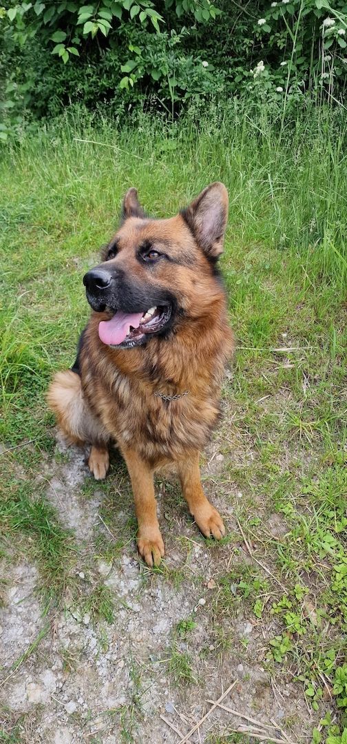 Deutscher Schäferhundwelpen Deutscher Schäferhundwelpen