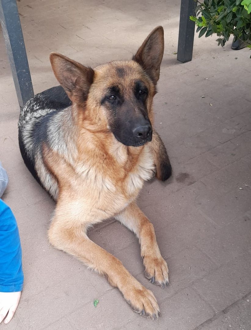 Deutscher Schäferhundwelpen Deutscher Schäferhundwelpen