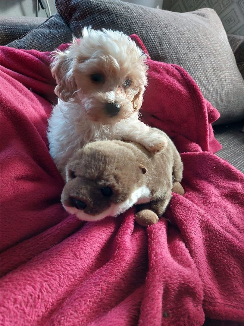 Maltipoo Mini Welpen