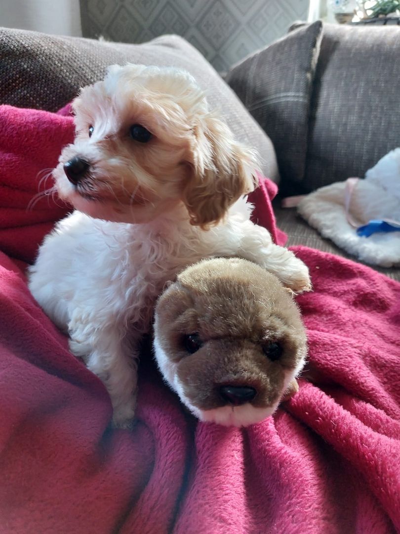 Maltipoo Mini Welpen