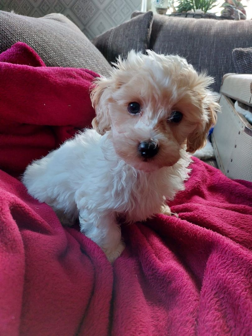 Maltipoo Mini Welpen