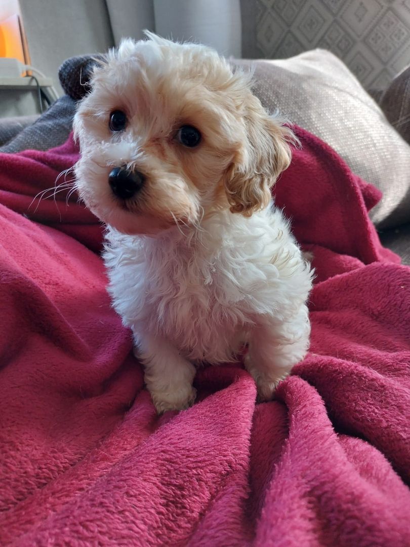 Maltipoo Mini Welpen