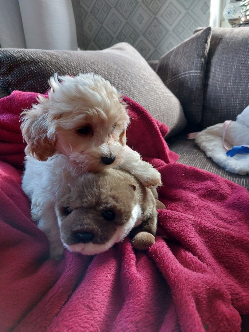 Maltipoo Mini Welpen