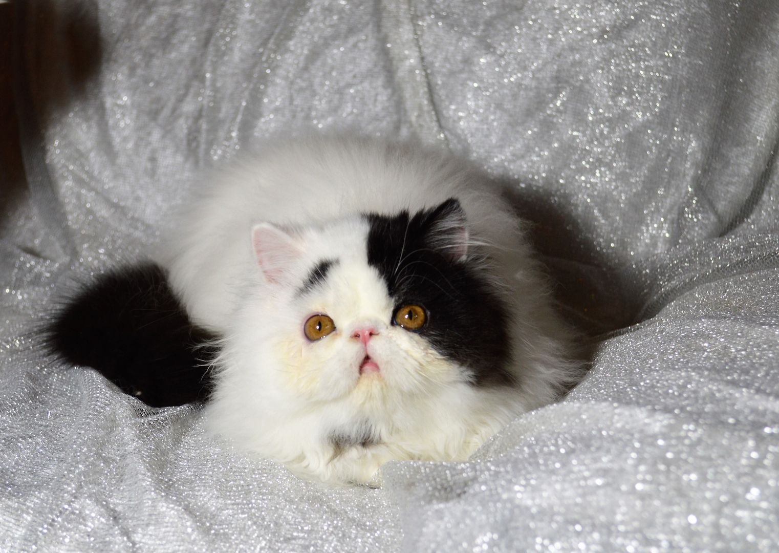 Perser Kater kastriert