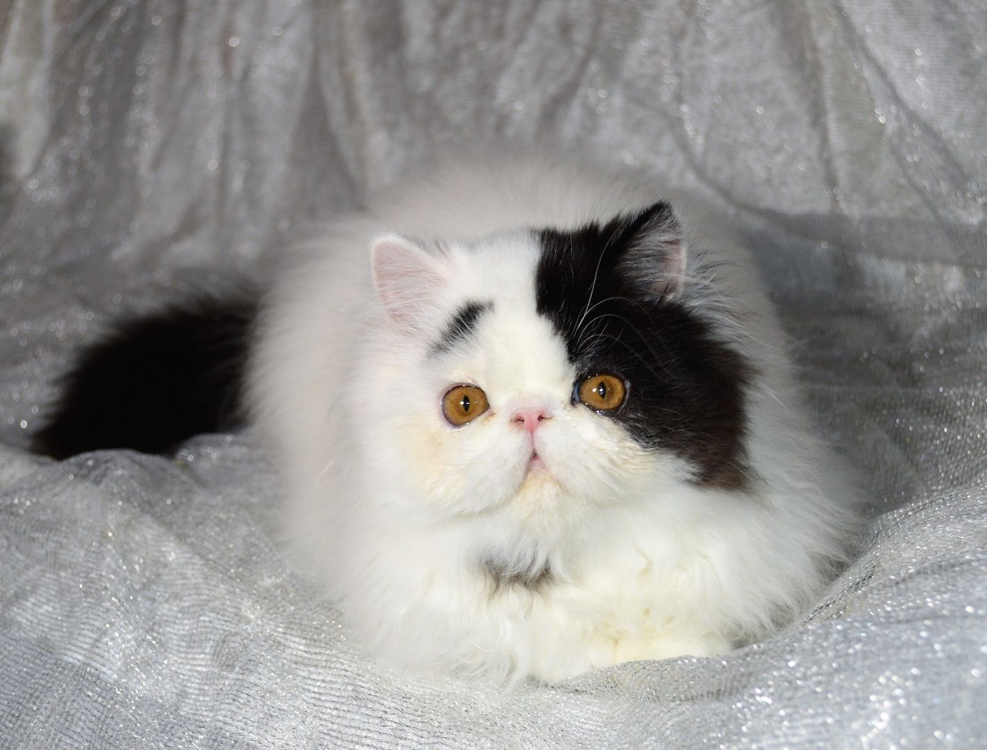 Perser Kater kastriert