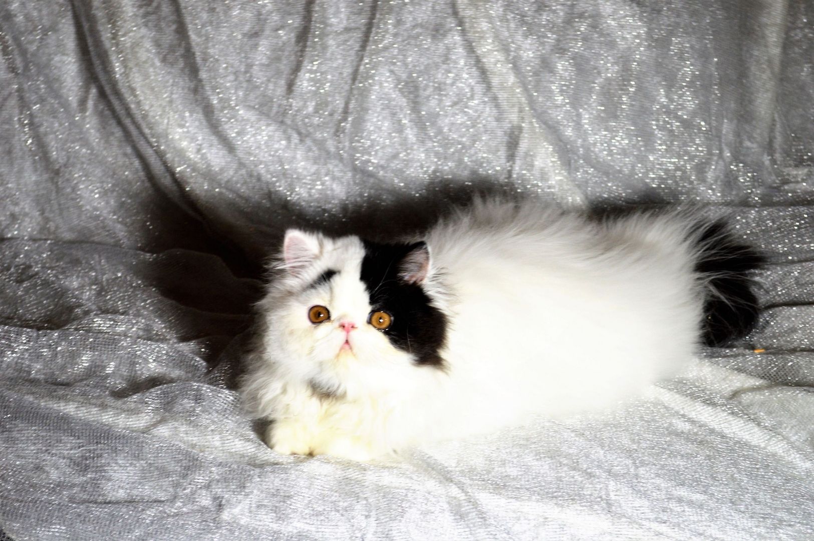 Perser Kater kastriert