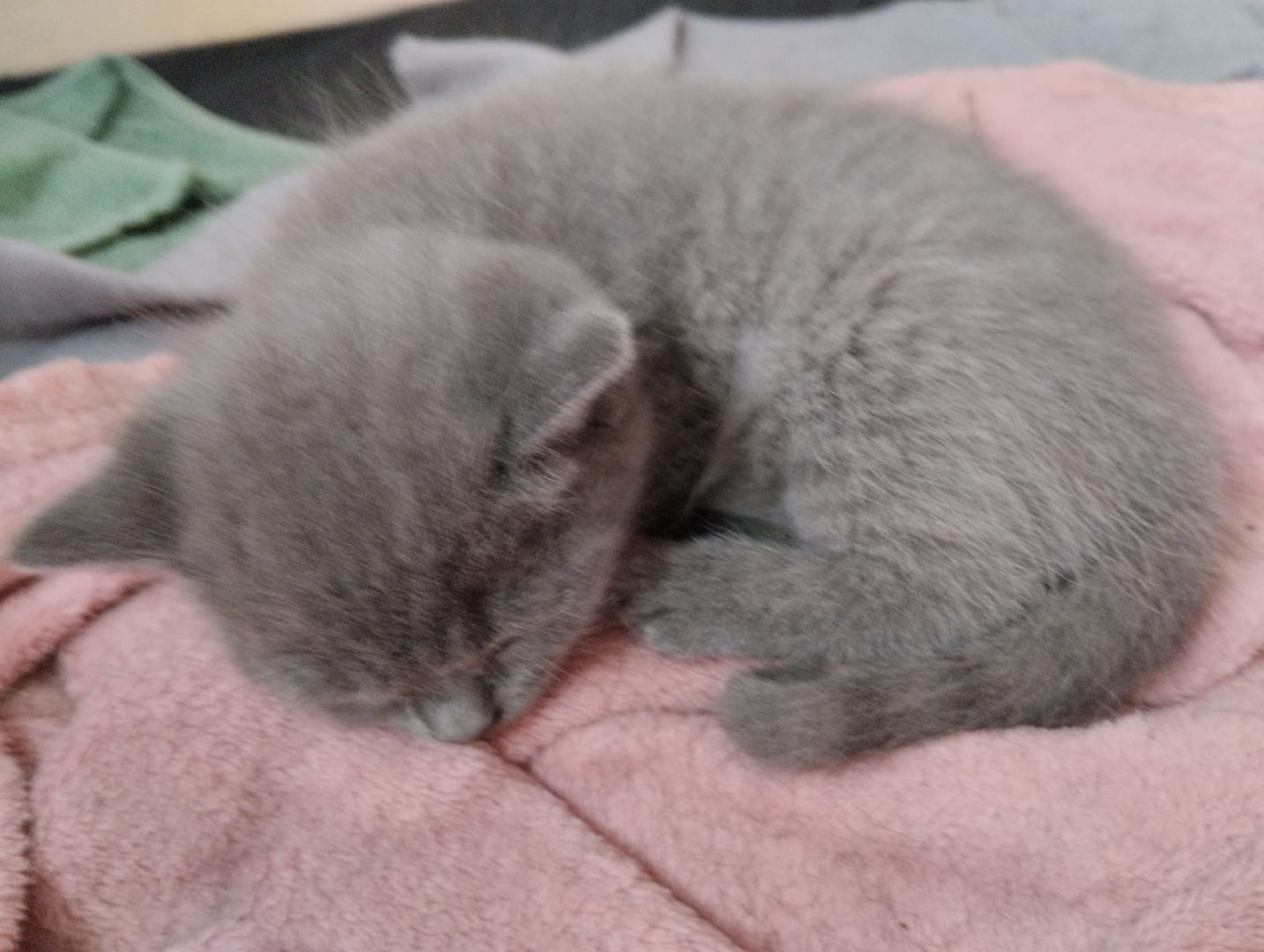 7 süße BKH Kitten ab Juni abzugeben