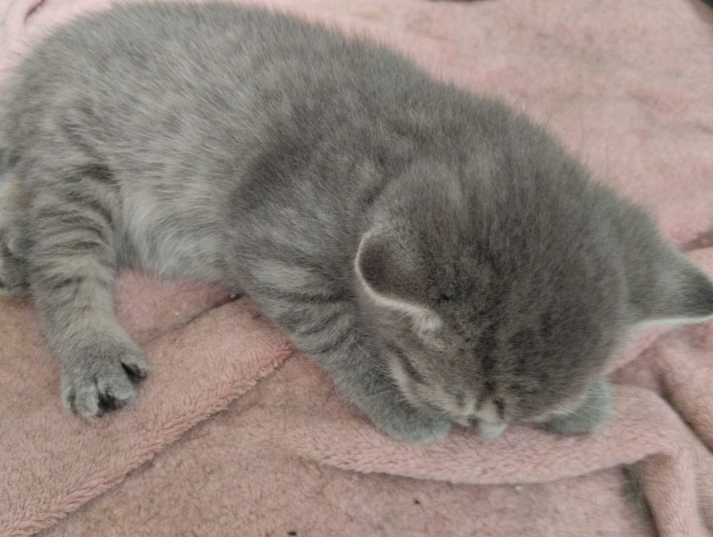 7 süße BKH Kitten ab Juni abzugeben