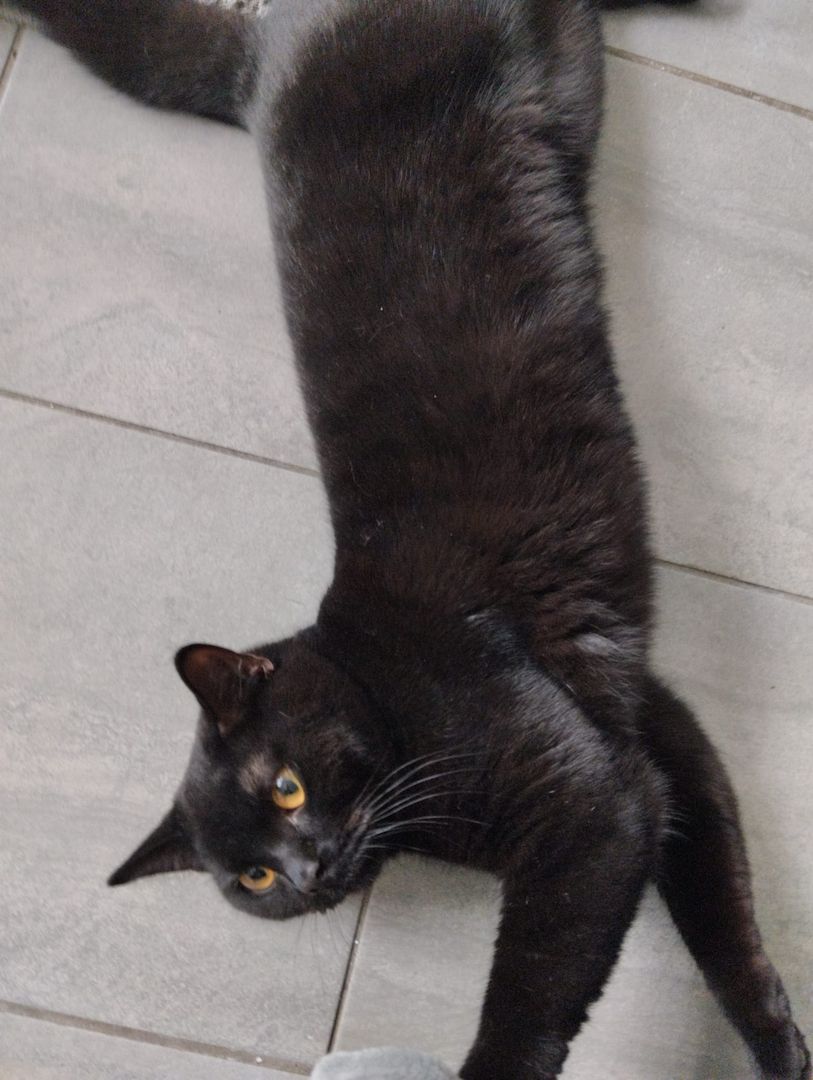 7 süße BKH Kitten ab Juni abzugeben