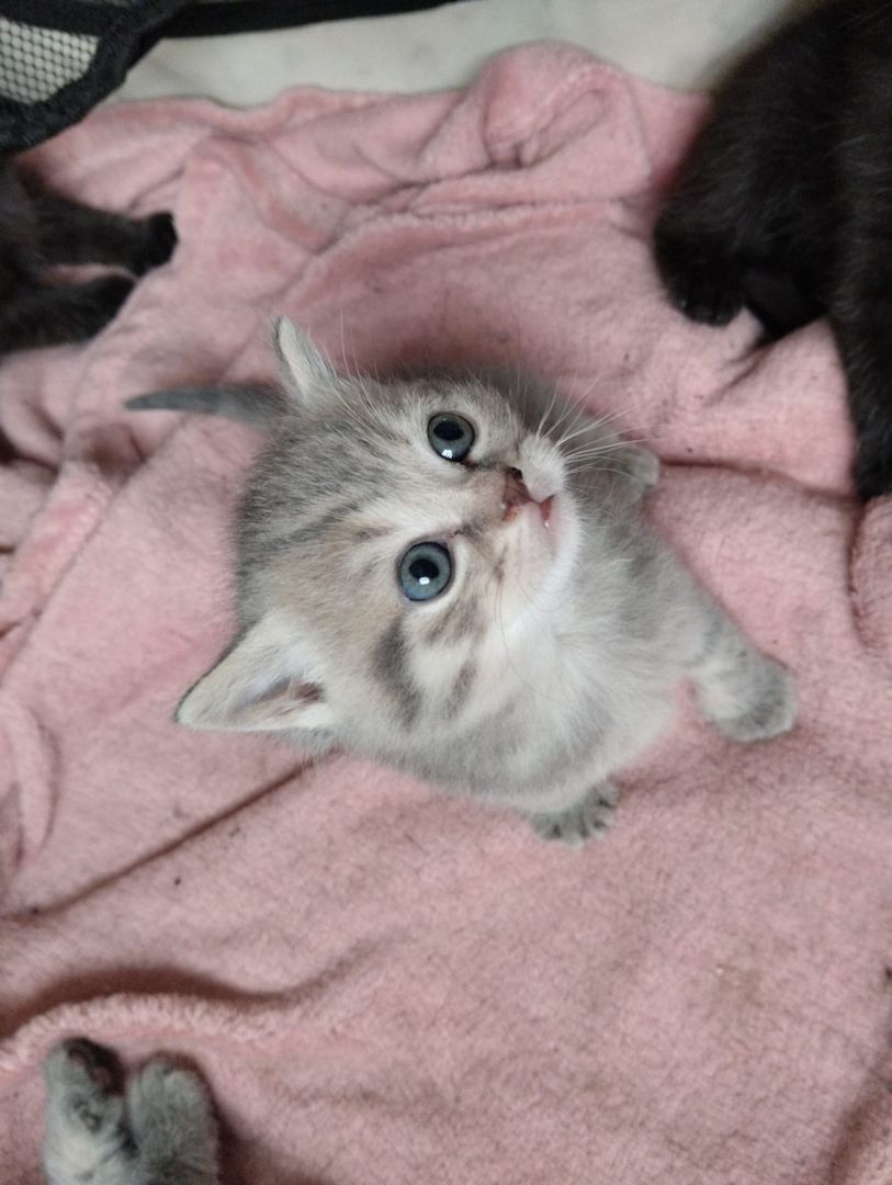 7 süße BKH Kitten ab Juni abzugeben