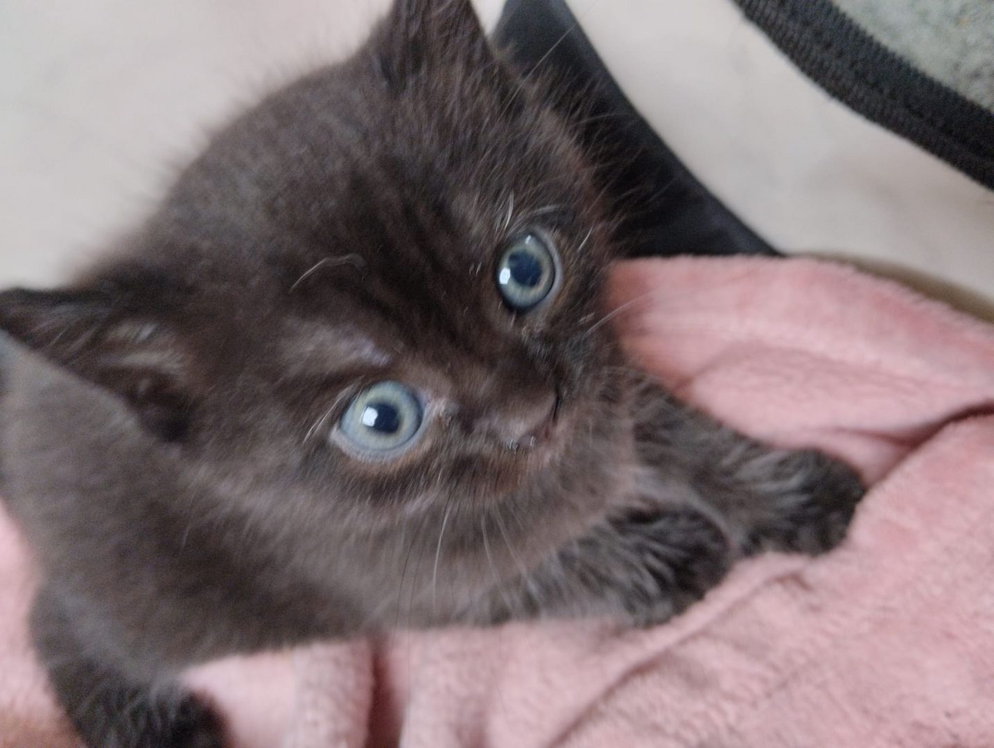 7 süße BKH Kitten ab Juni abzugeben