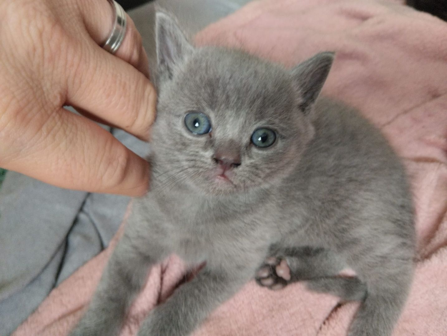 7 süße BKH Kitten ab Juni abzugeben