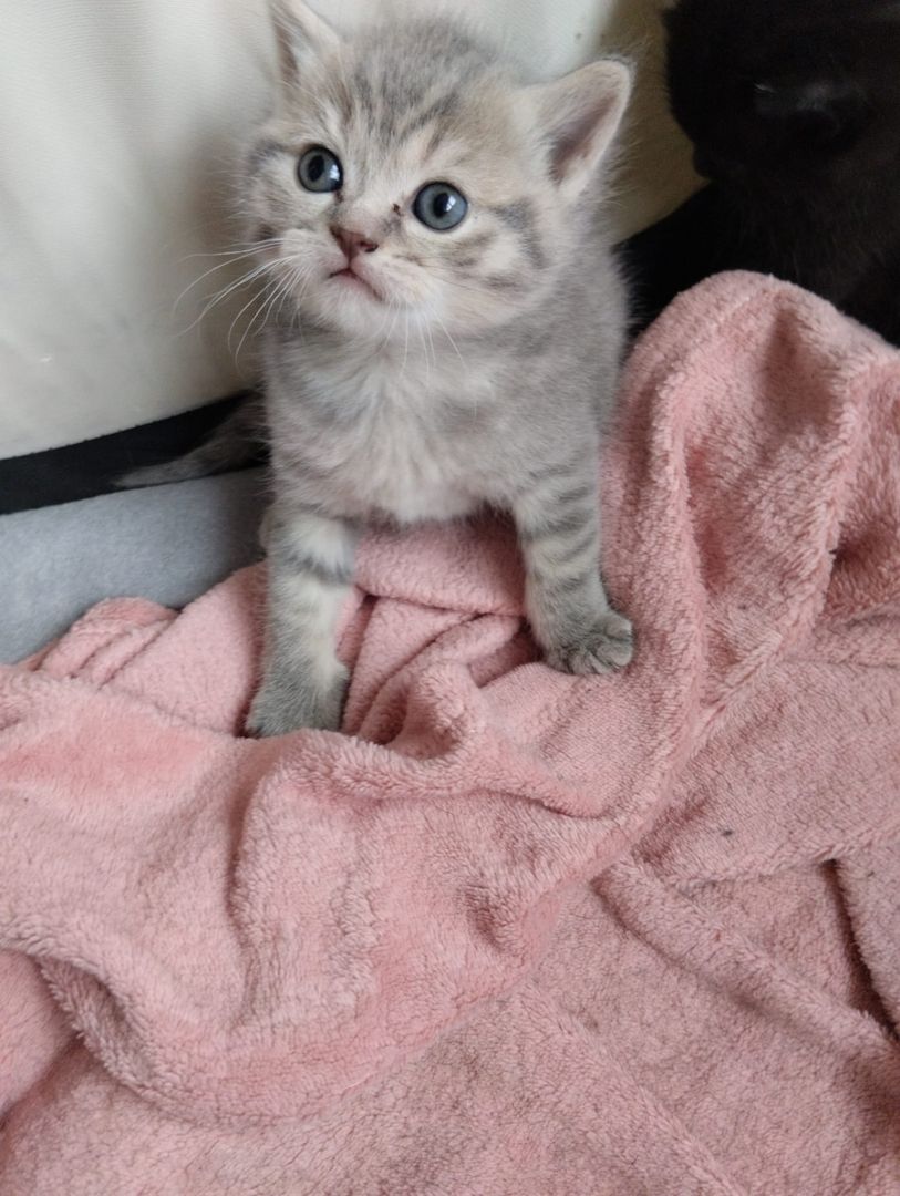 7 süße BKH Kitten ab Juni abzugeben