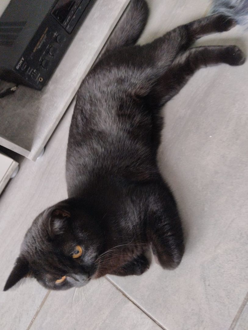 7 süße BKH Kitten ab Juni abzugeben