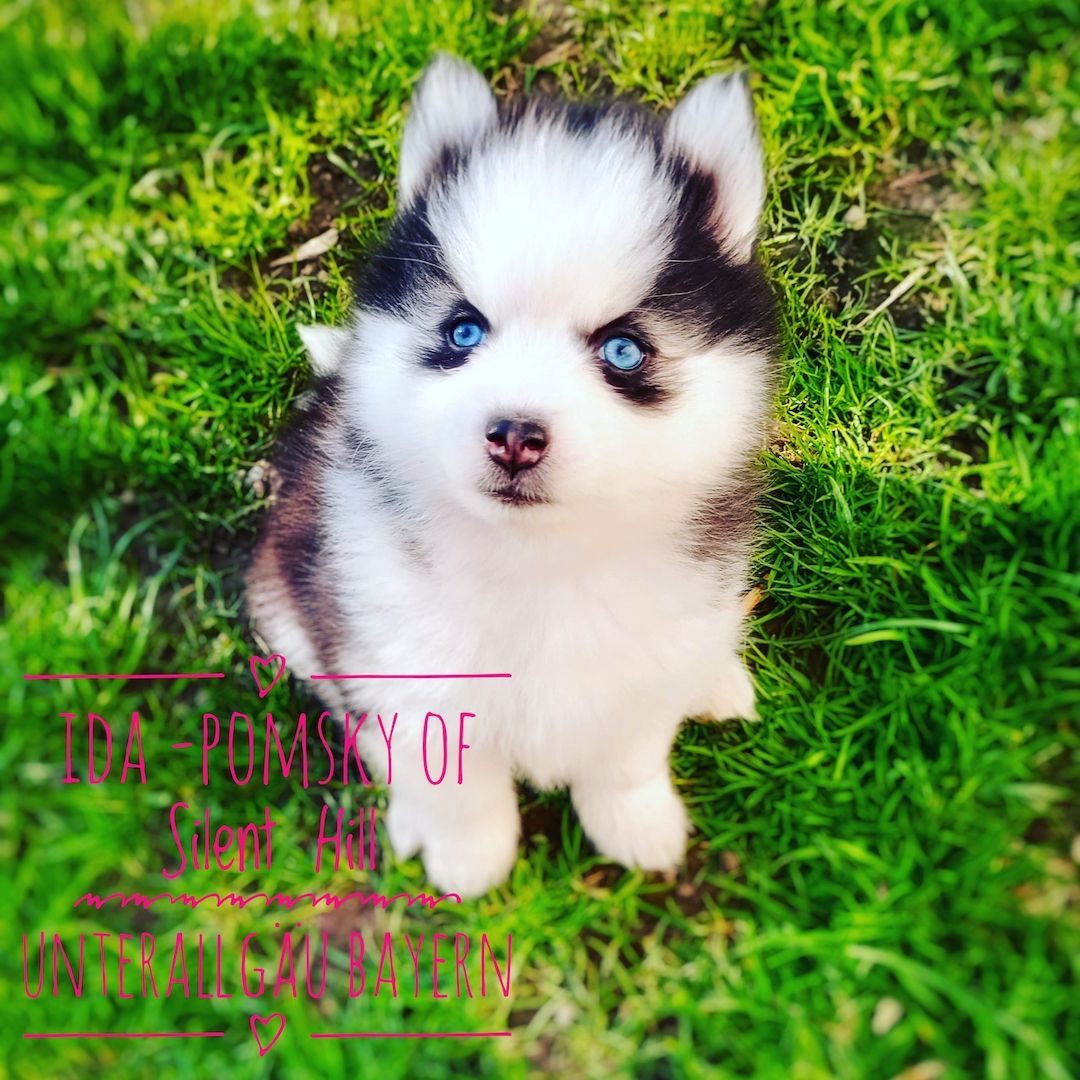 Traumhafte Pomsky F2B Welpen Mädels aus seriöser Familiärer Zucht