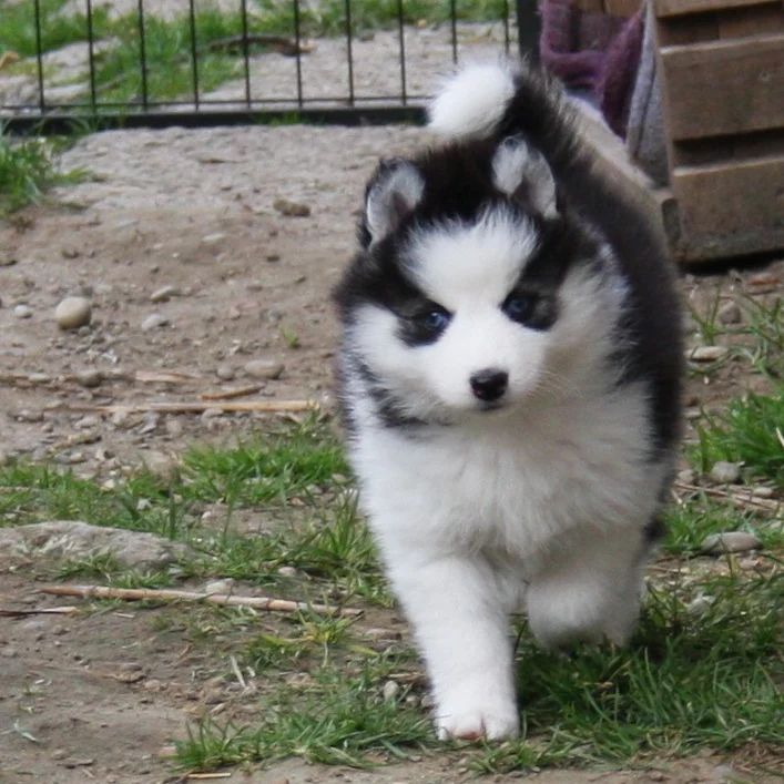 Traumhafte Pomsky F2B Welpen Mädels aus seriöser Familiärer Zucht