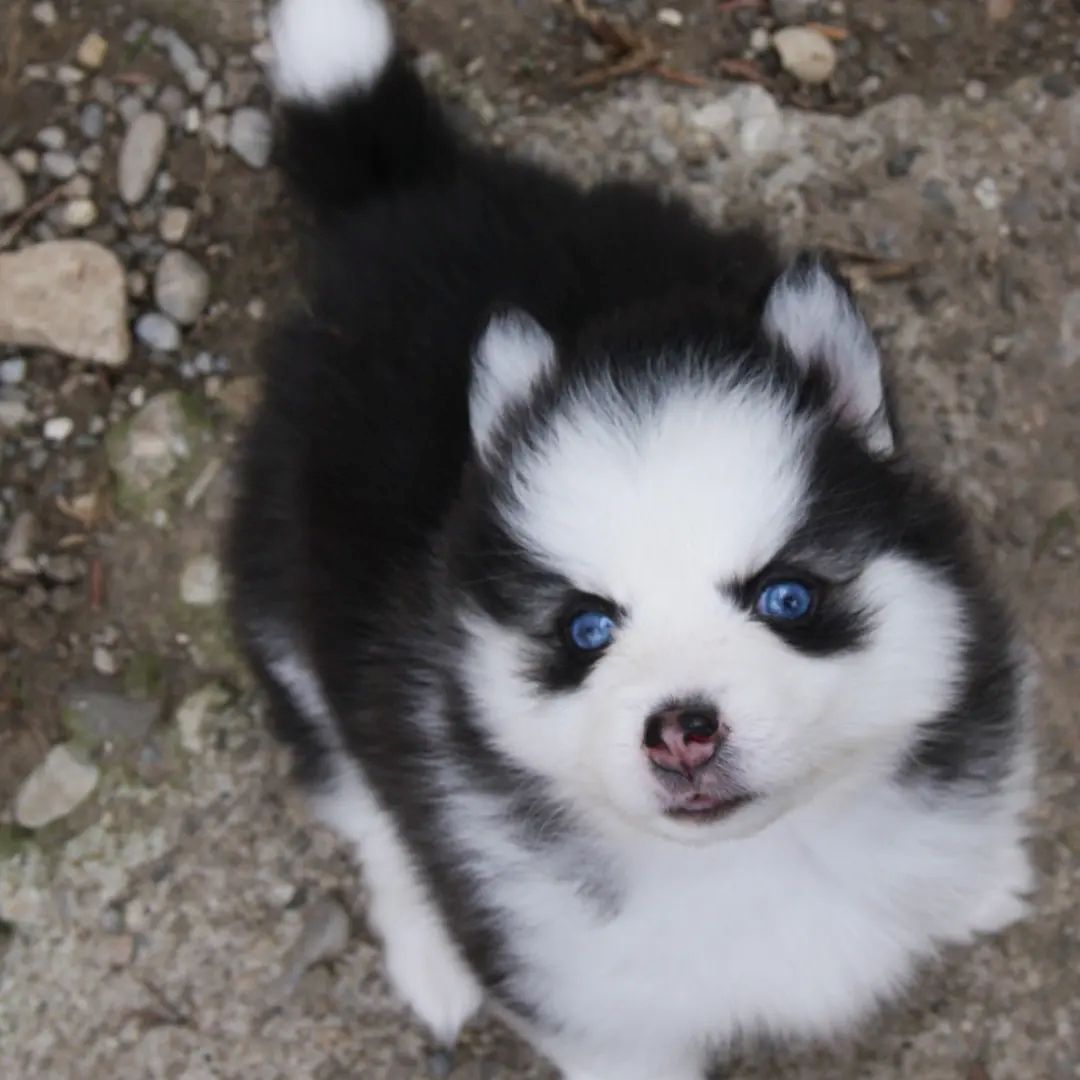 Traumhafte Pomsky F2B Welpen Mädels aus seriöser Familiärer Zucht