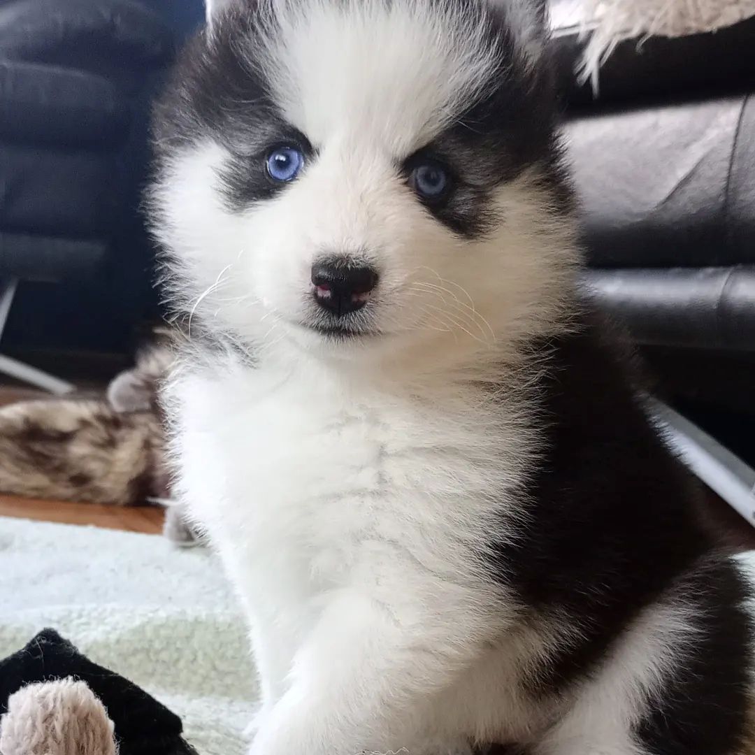 Traumhafte Pomsky F2B Welpen Mädels aus seriöser Familiärer Zucht