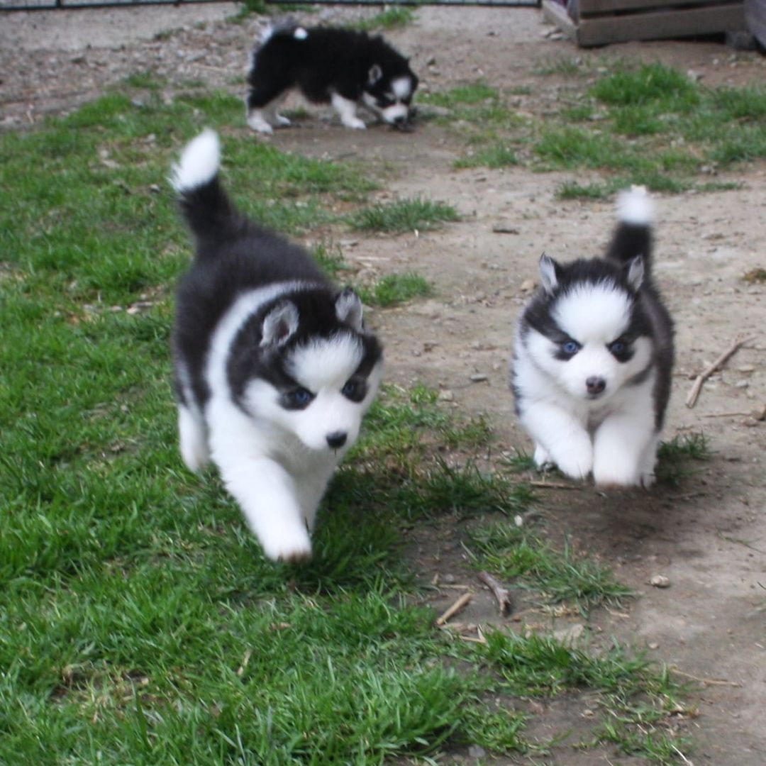 Traumhafte Pomsky F2B Welpen Mädels aus seriöser Familiärer Zucht