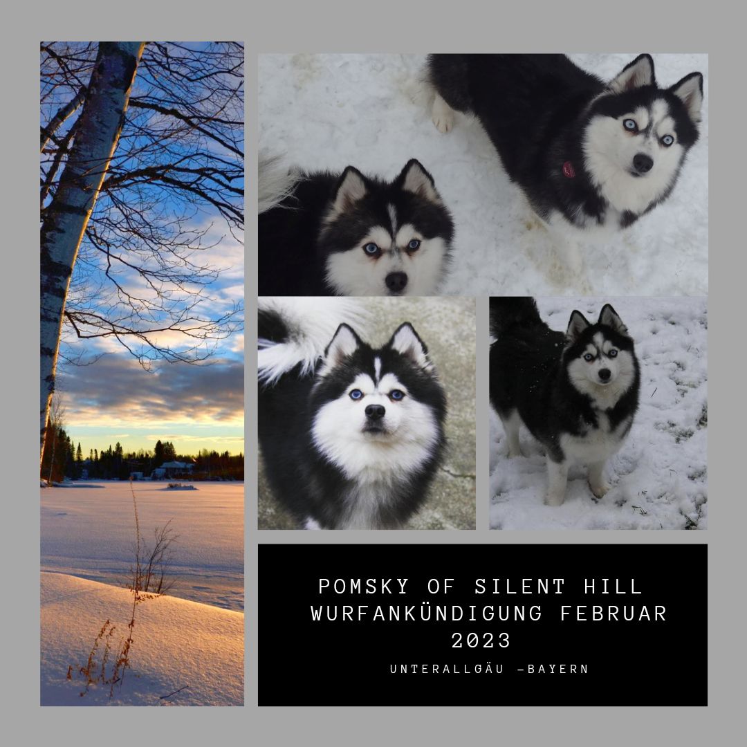 Traumhafte Pomsky F2B Welpen Mädels aus seriöser Familiärer Zucht