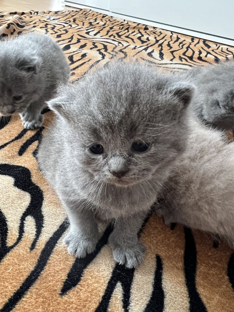 Reinrassige BKH Kitten
