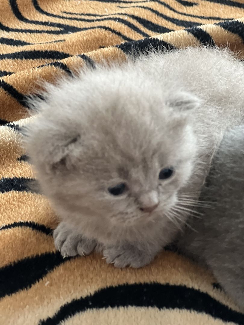 Reinrassige BKH Kitten