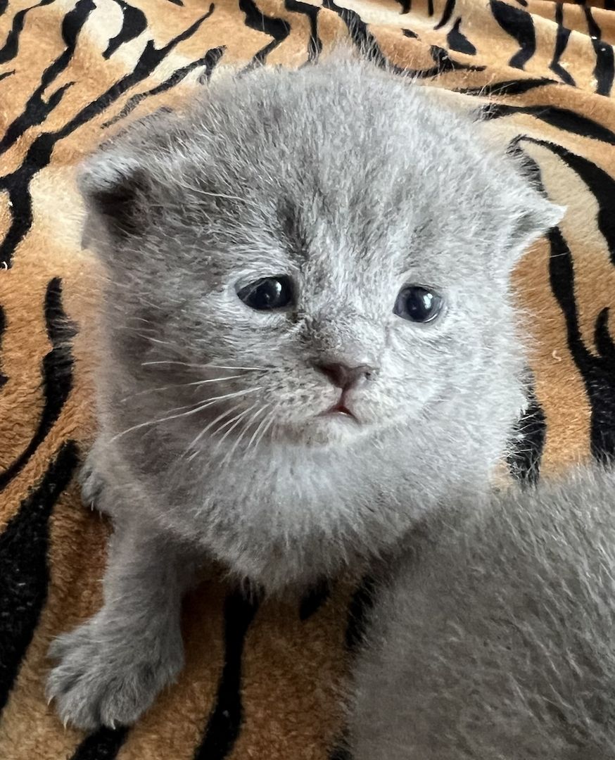 Reinrassige BKH Kitten