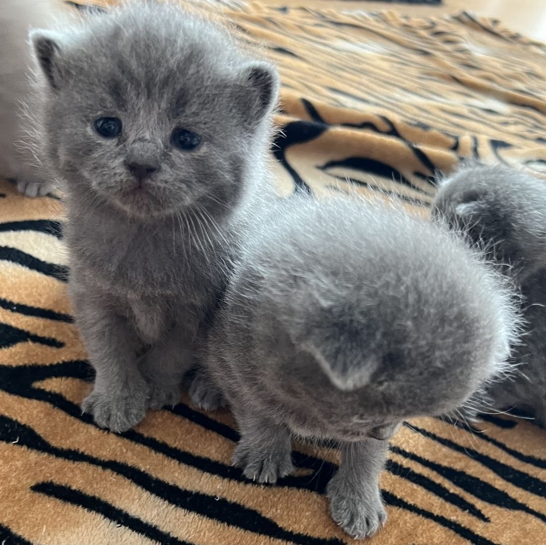 Reinrassige BKH Kitten