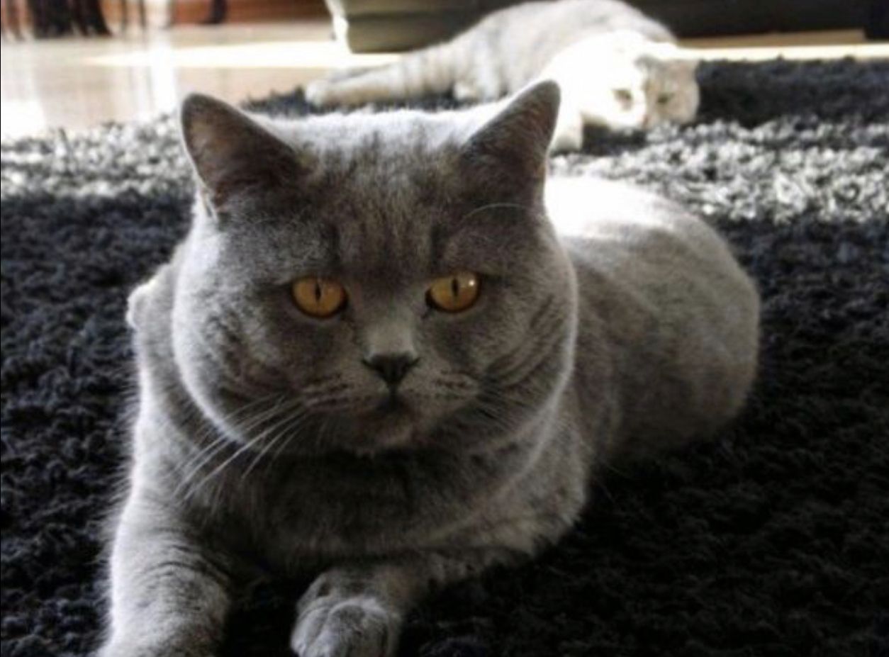 Reinrassige BKH Kitten