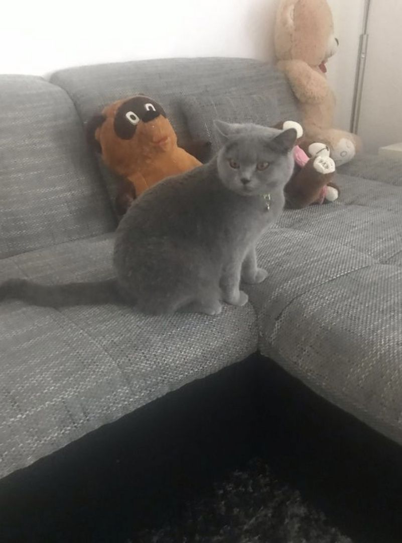 Reinrassige BKH Kitten