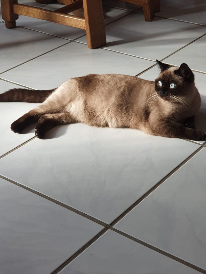 Britisch kurzhaar Katze in Chocko-point