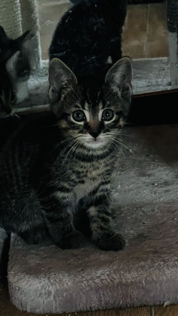 4 mischlings Katzen abzugeben. Halb Bengal