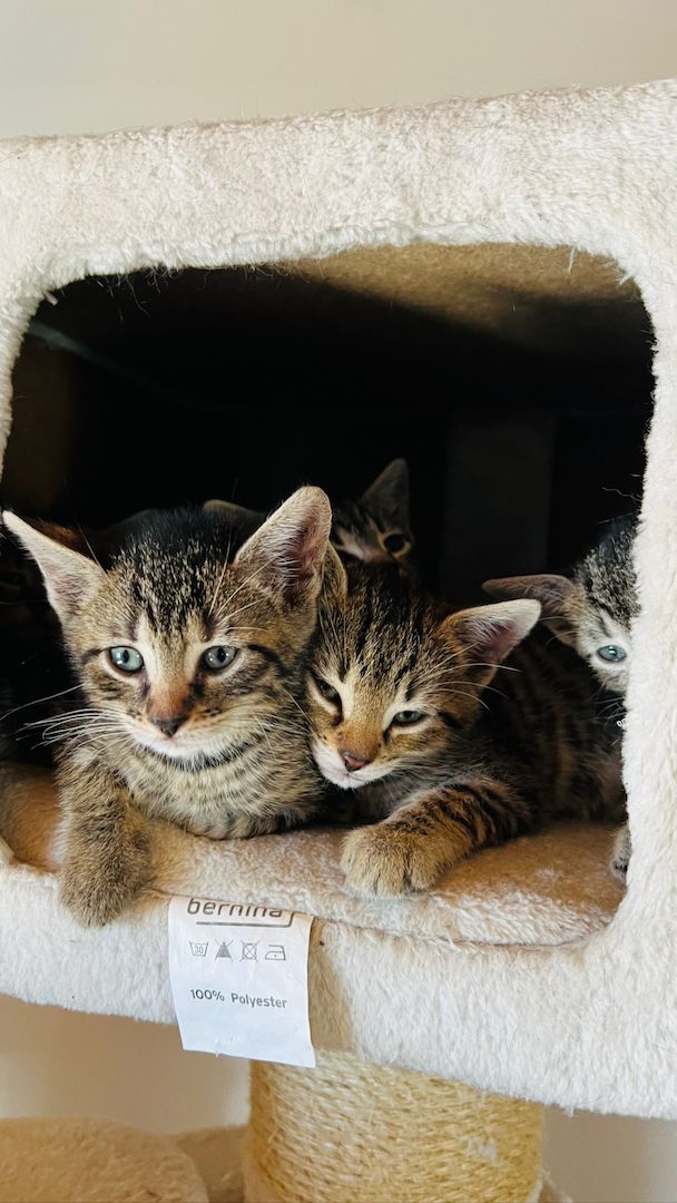 4 mischlings Katzen abzugeben. Halb Bengal