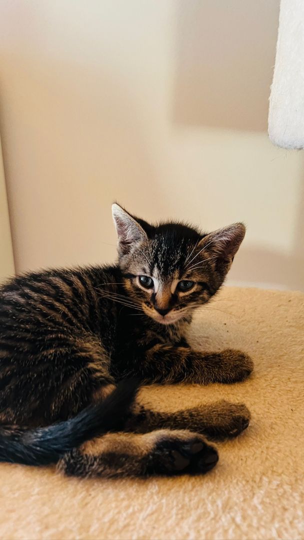 4 mischlings Katzen abzugeben. Halb Bengal