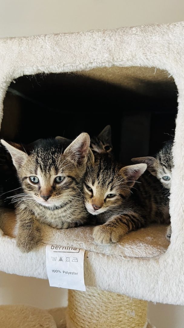 4 mischlings Katzen abzugeben. Halb Bengal