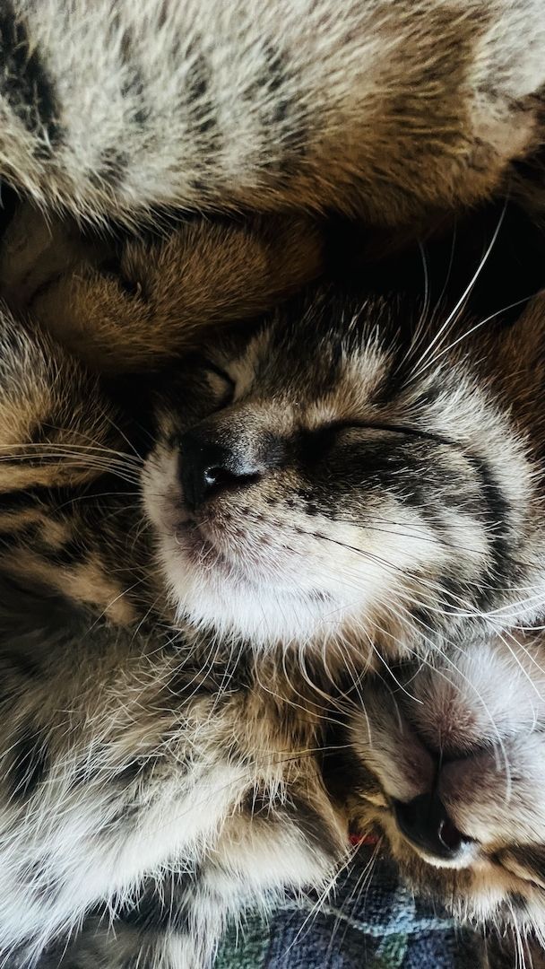 4 mischlings Katzen abzugeben. Halb Bengal