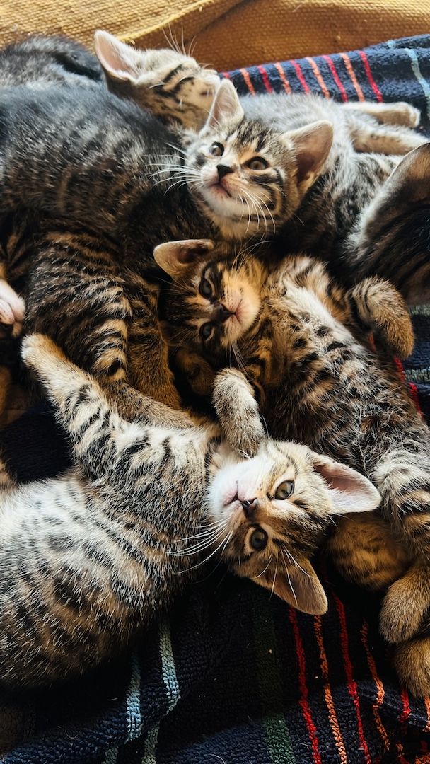 4 mischlings Katzen abzugeben. Halb Bengal