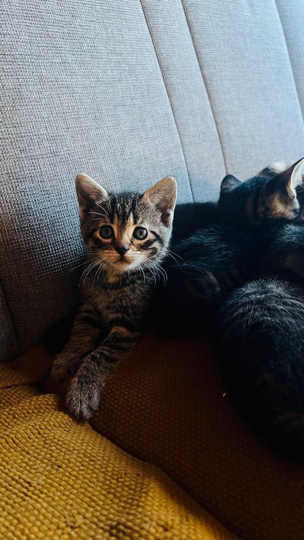 4 mischlings Katzen abzugeben. Halb Bengal