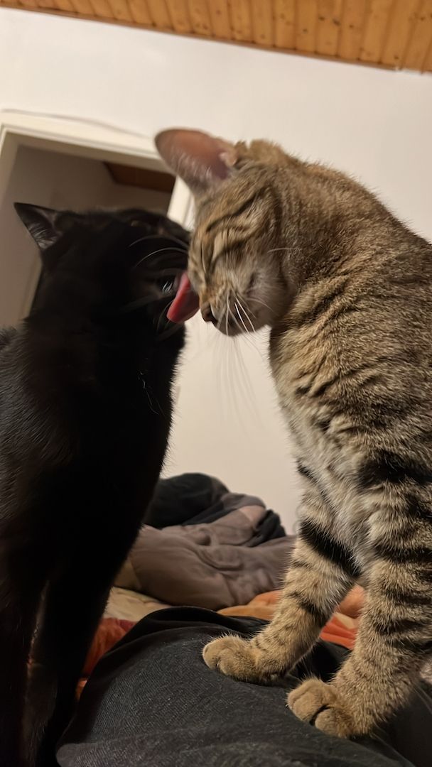 4 mischlings Katzen abzugeben. Halb Bengal