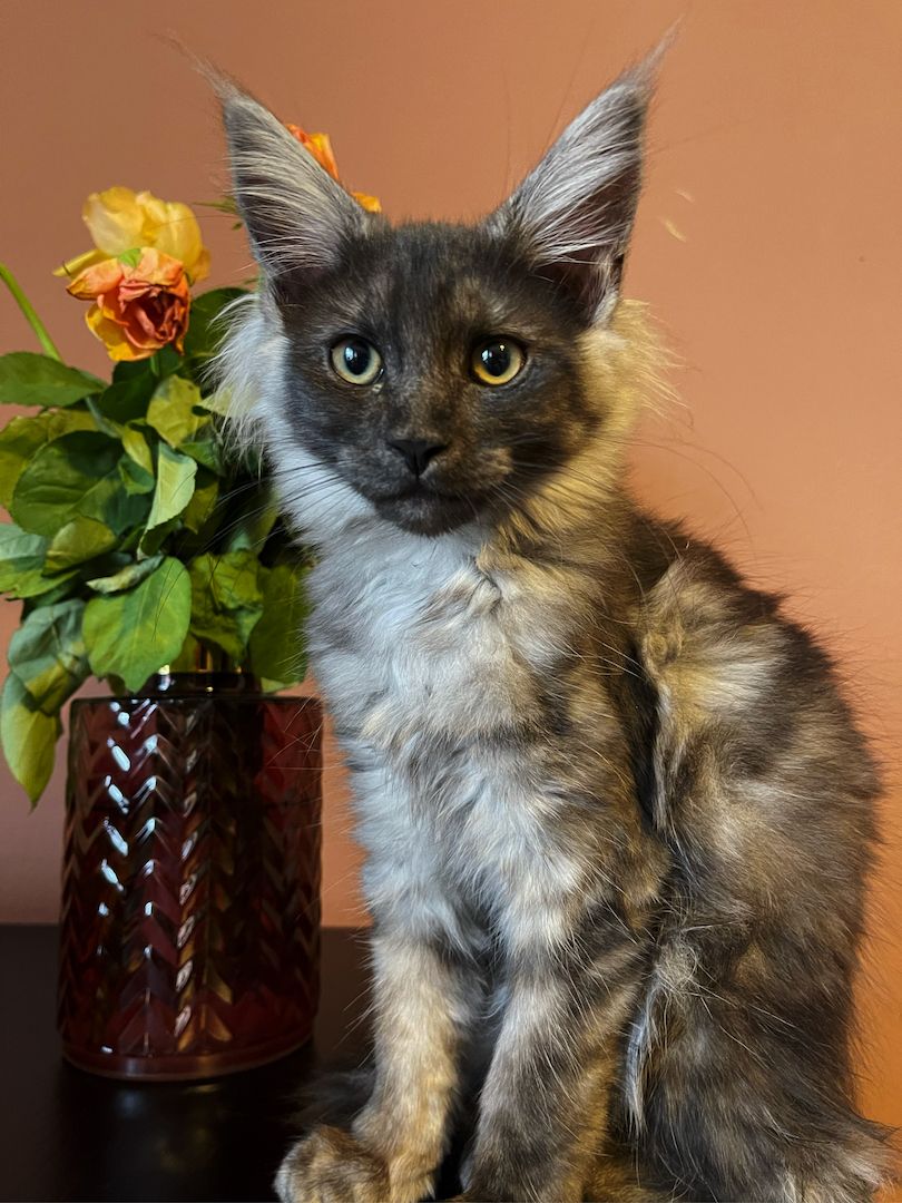Maine Coon Kitten Maine Coon Kitten
