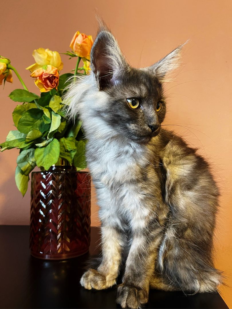 Maine Coon Kitten Maine Coon Kitten