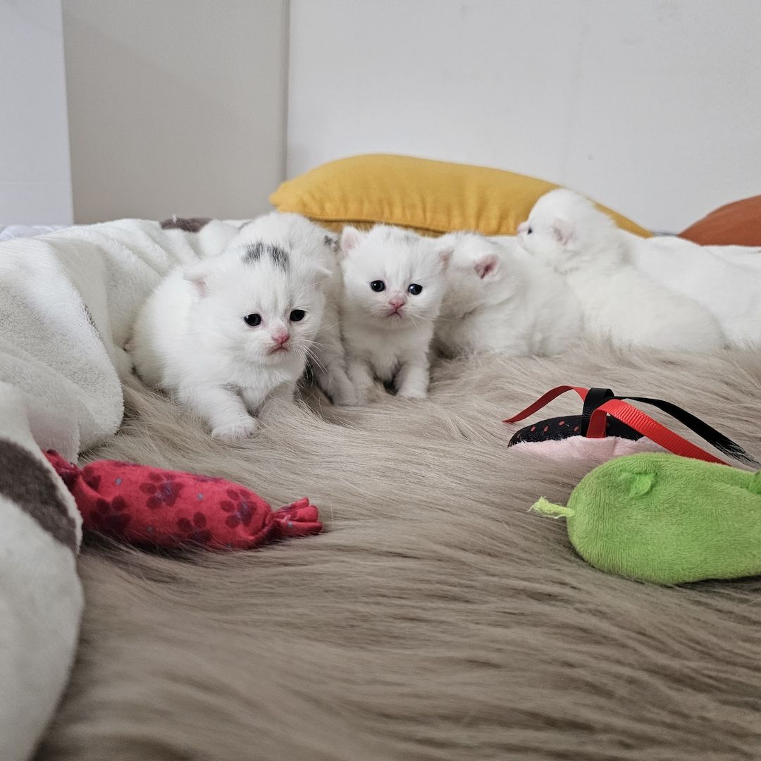 Bkh Kitten Bkh Kitten