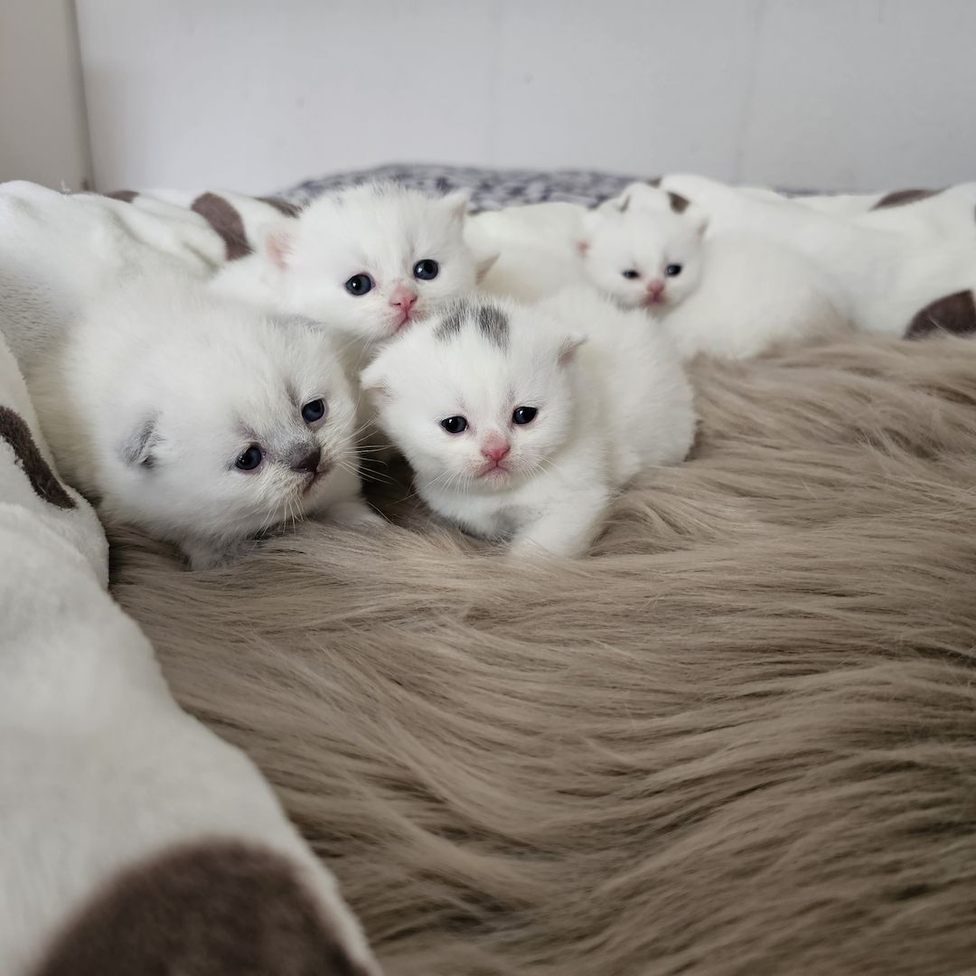 Bkh Kitten Bkh Kitten