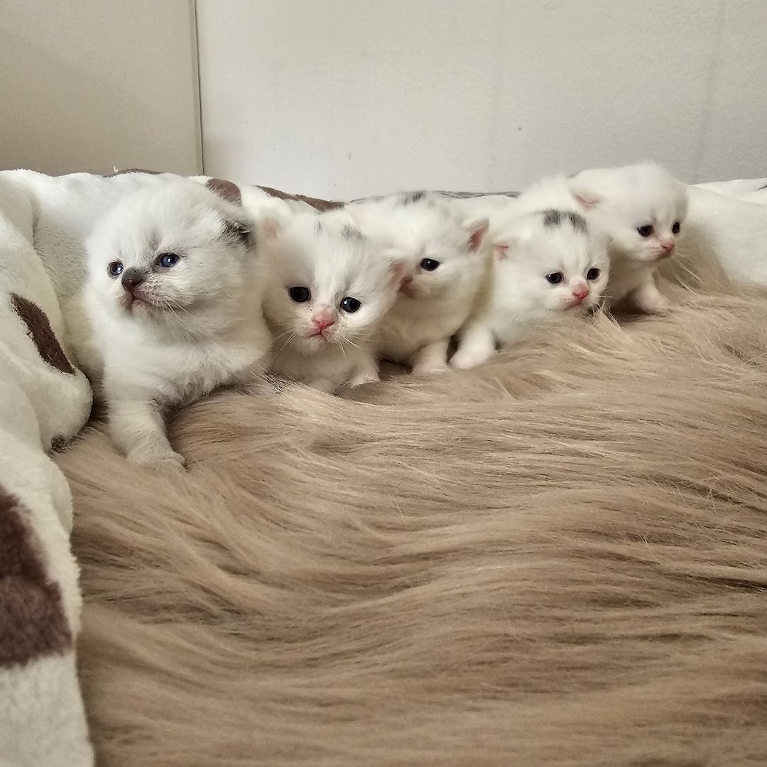 Bkh Kitten Bkh Kitten