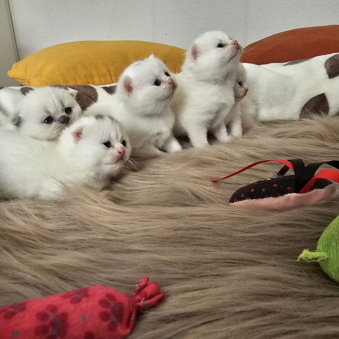 Bkh Kitten Bkh Kitten