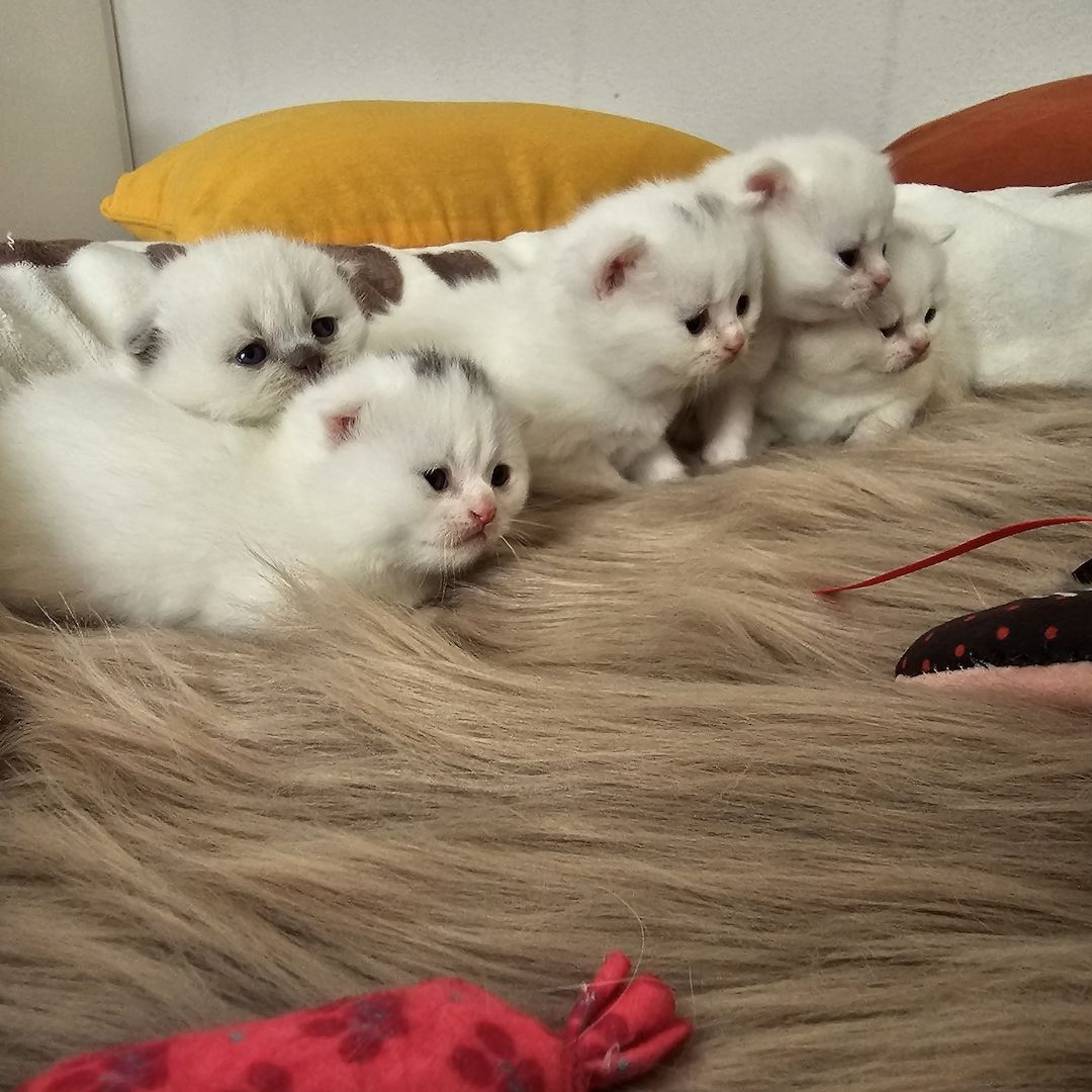 Bkh Kitten Bkh Kitten