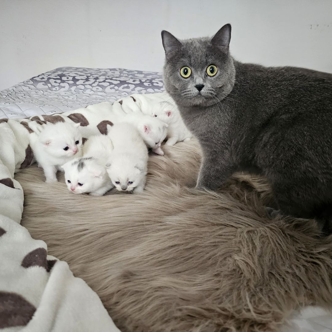 Bkh Kitten Bkh Kitten