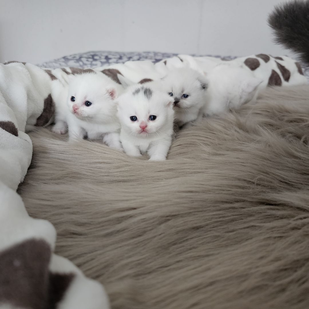 Bkh Kitten Bkh Kitten