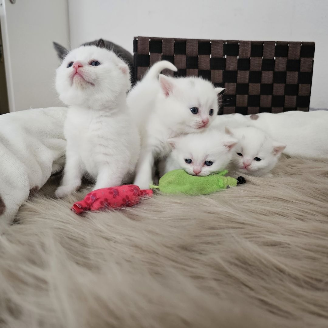 Bkh Kitten Bkh Kitten