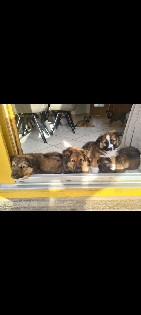 Altdeutsche Hütehunde